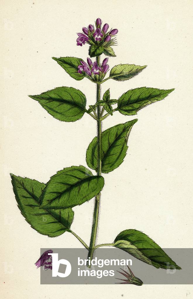 Galeopsis Eu-Tetrahit Var. Bifida Common Hanf-Nettle Var. B