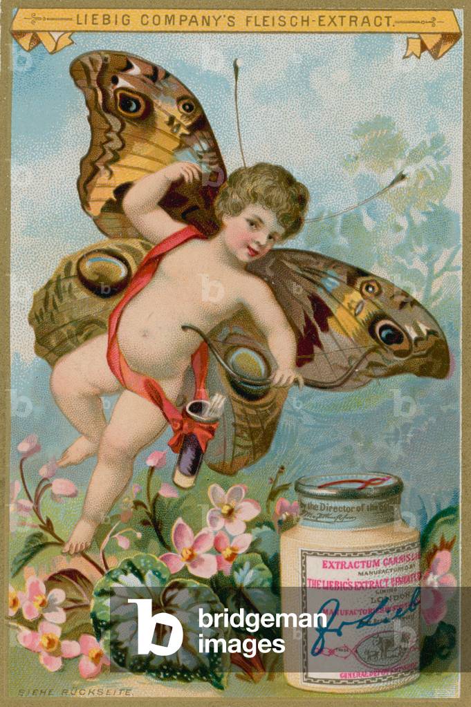 Farfalla Cherubino con fiori rosa (chromolito)