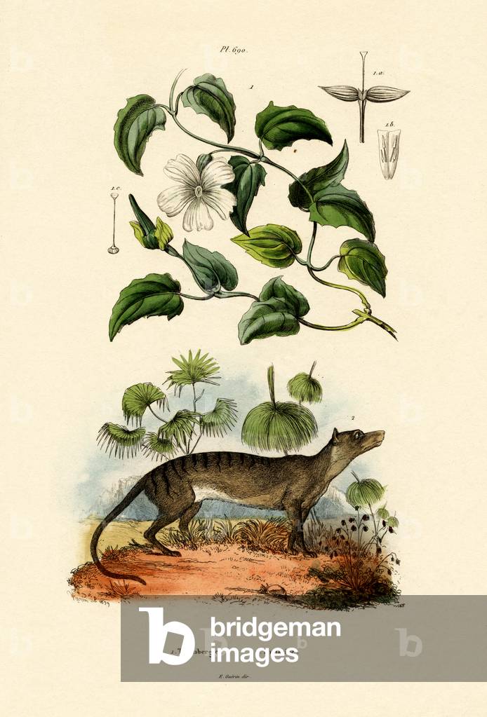 Bild von Gravur "Thunbergia", 1833-39 von French School