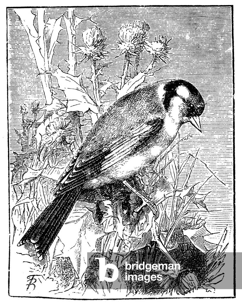 Goldfinch