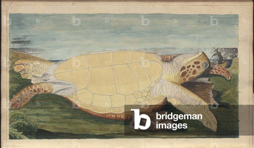 Image of Drawing depicting Lindsay Drawings Vol. VII 1760 by John Lindsay