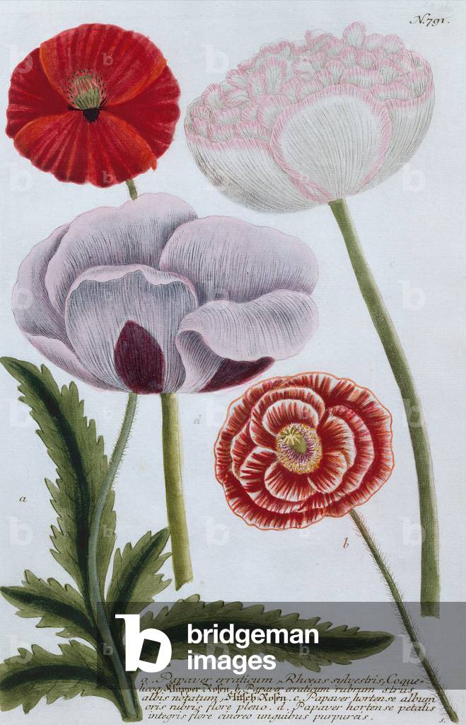Papaver (engraving)