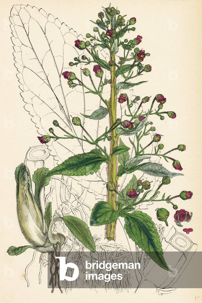 Image of Engraving depicting Scrophularia Ehrharti Ehrhart's Water-Betony
