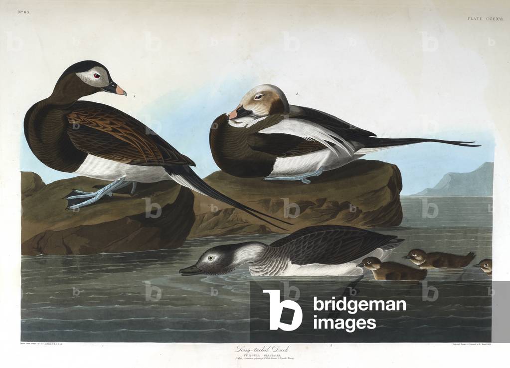 "Drei Vögel. Colour Illustration von Audubon; Long-tailed Duck."
