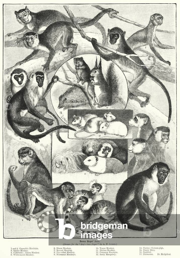 Immagine di Stampa "Animali domestici dei ragazzi (lito)" 1893 di Alexander Francis Lydon