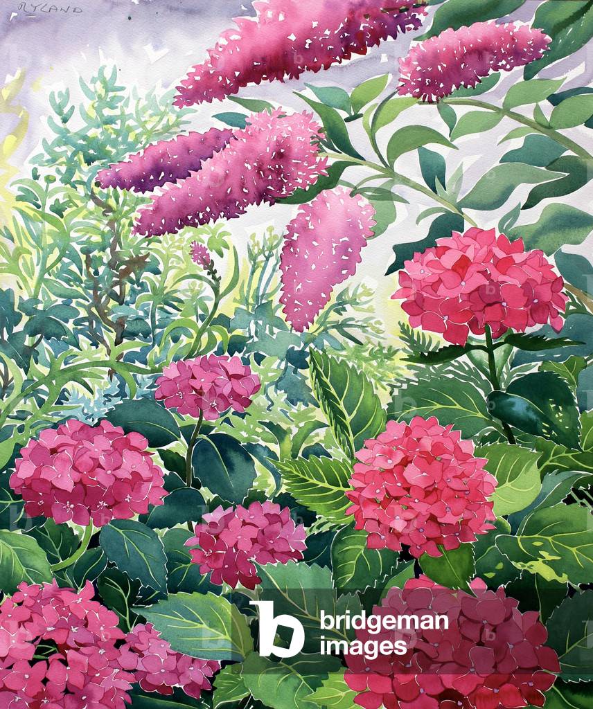 Image of Drawing depicting Garden Hydrangeas and Buddleia 2016 by Christopher Ryland