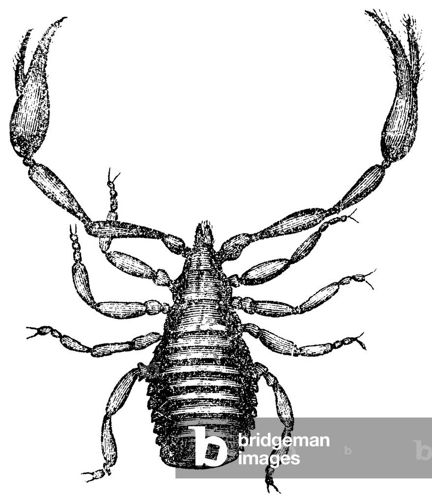 Book scorpion