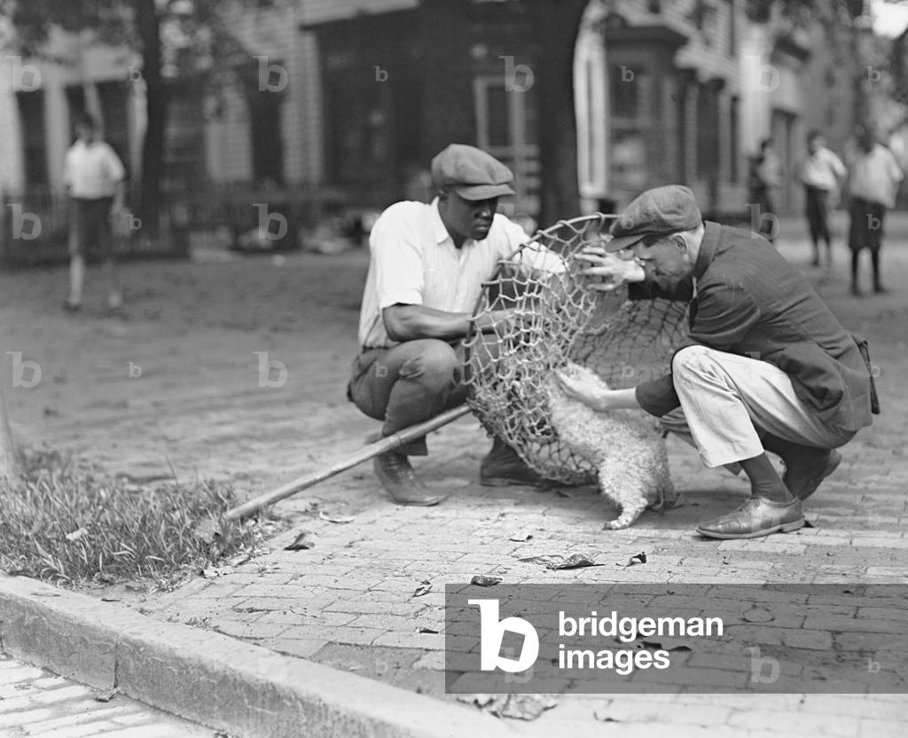Image of Dog Catcher, Washington DC, USA, 1924 (b/w photo) by National