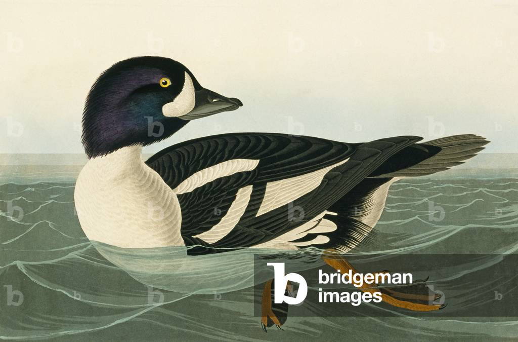Bucephala islandica 1827 par John James Audubon