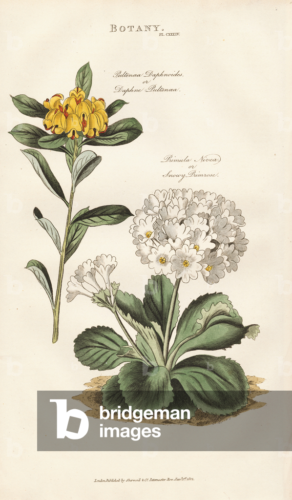 Daphne Pultenaea und Schneeprimel, 1813 (Kupferstich)