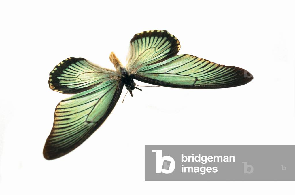 Image de Autres représentant Papilio zalmoxis