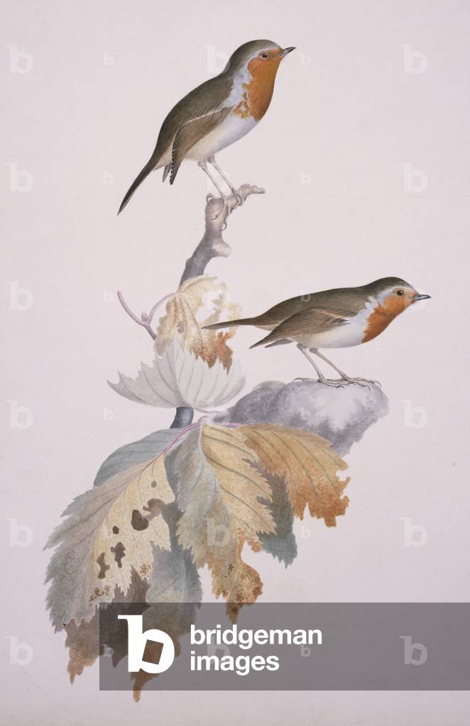 Immagine di Stampa "Erithacus rubecula" di William MacGillivray