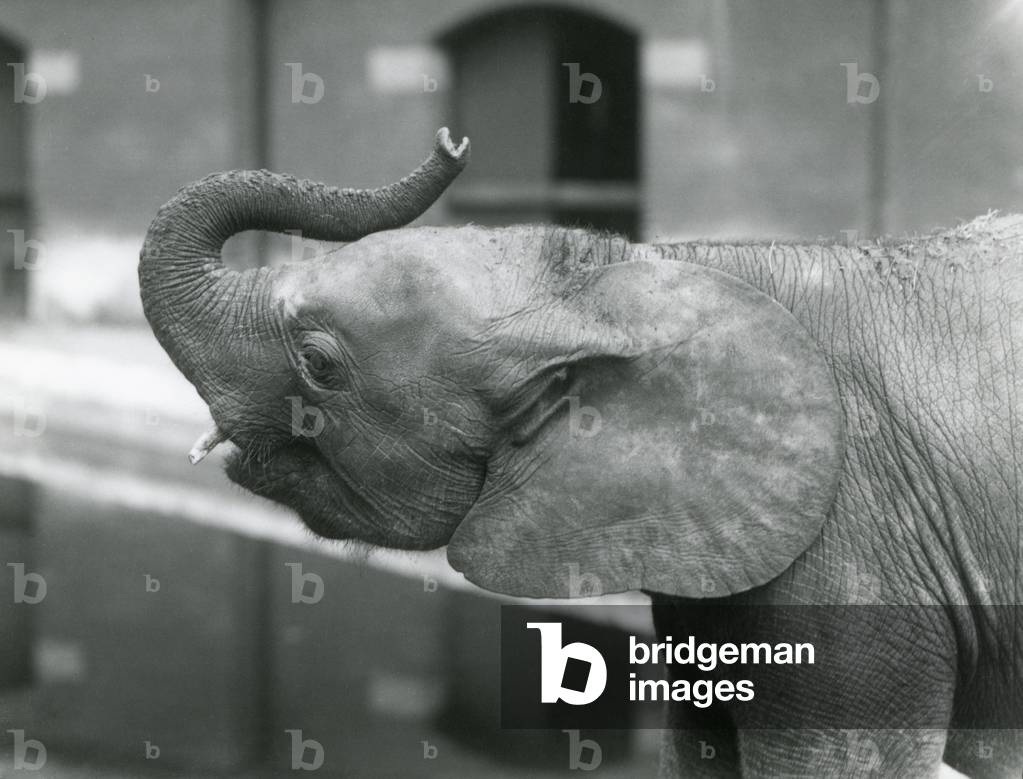 Image of Photography depicting Young female African Pygmy Elephant 'Oojah' raising her trunk at London Zoo 192