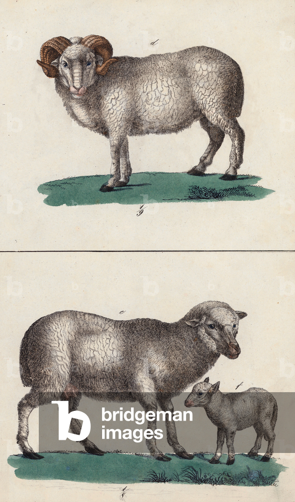 Bild von Druck "Widder" 1801 von European School