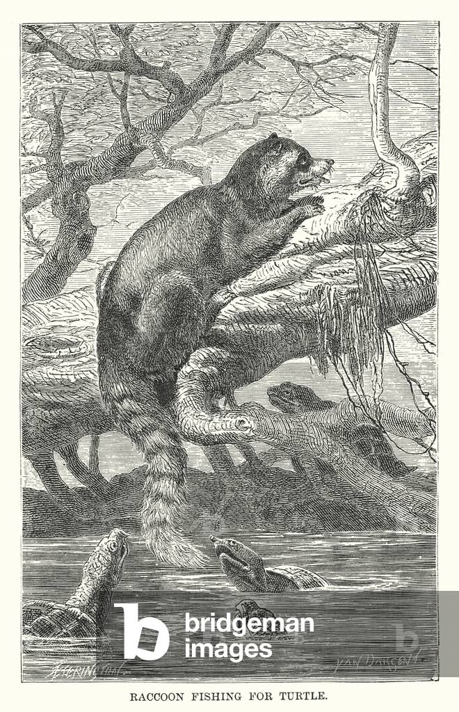 "Pesca del procione per la tartaruga (incisione)" 1900 di English School