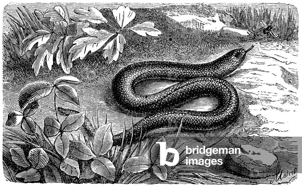 Image de Gravure représentant Vessie aveugle, b/w