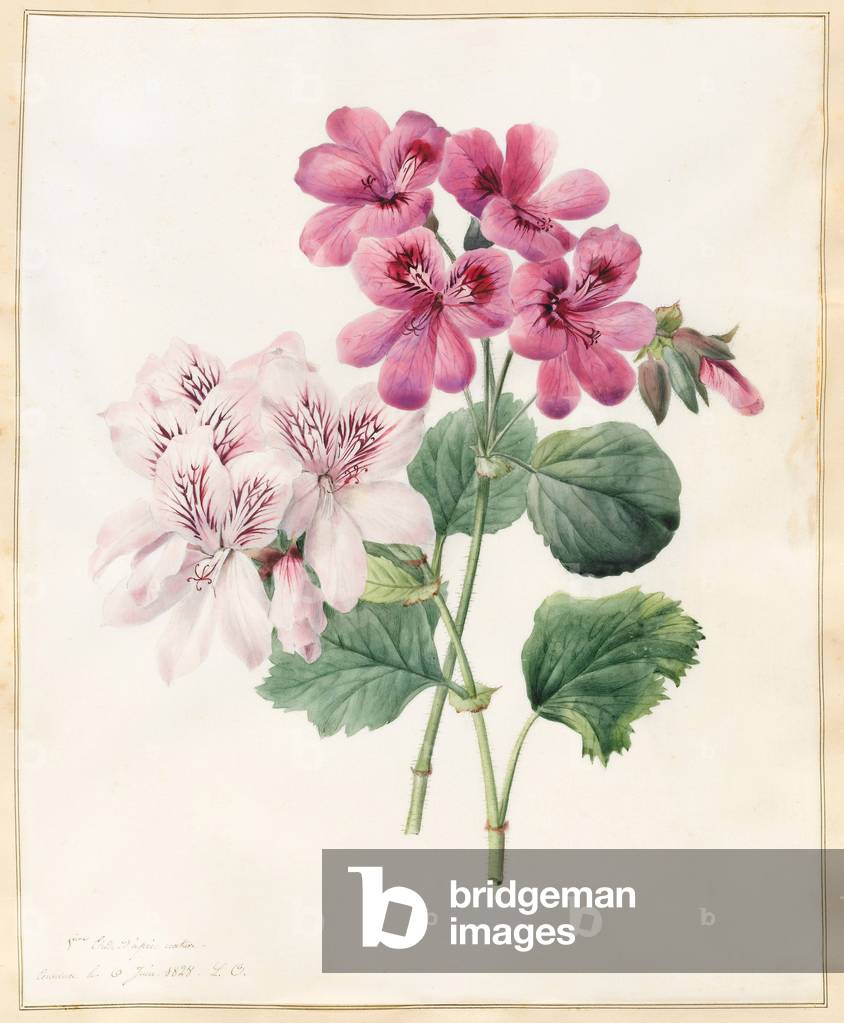 "Due ibridi 'Peliagoniums'" 1828 di Louise D'Orleans