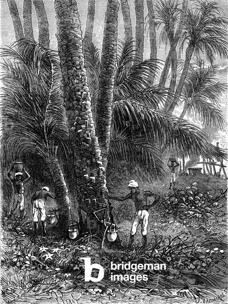 Bild von Gravur "Die Safternte der Dattelpalme in Bengalen" 1867