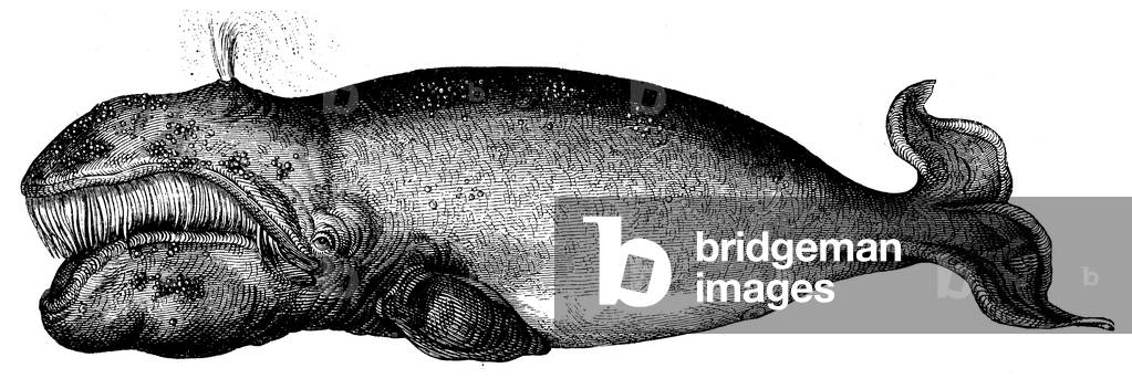Image de Gravure représentant Baleine boréale, b/w