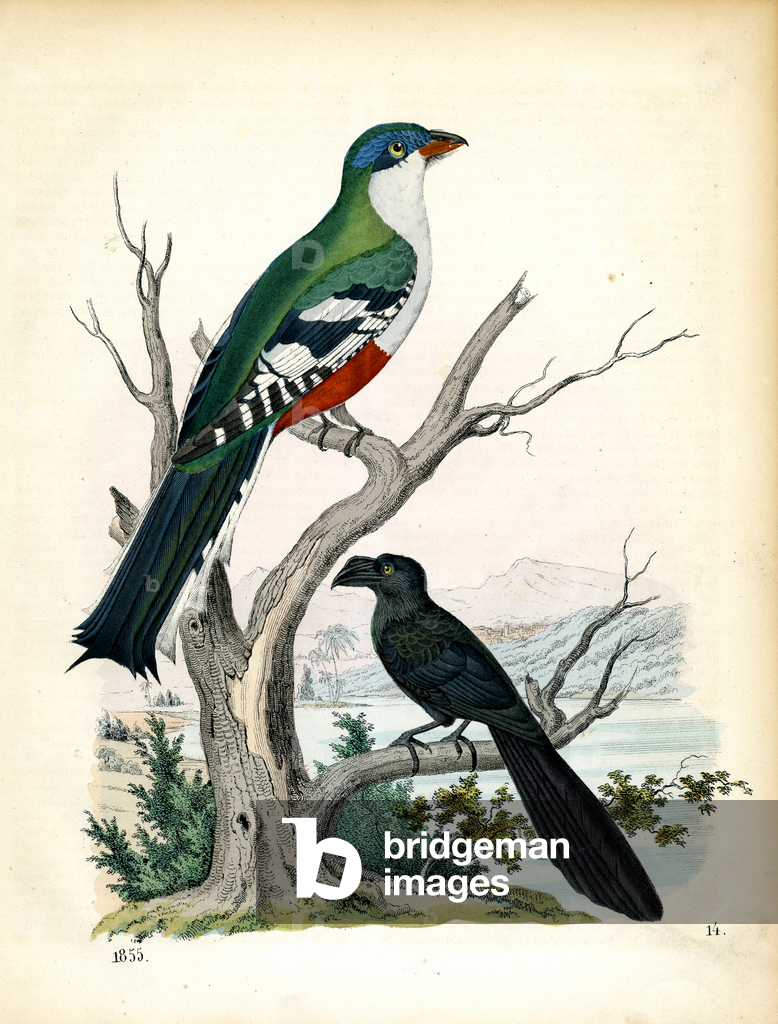 Image de Estampe représentant Trogon et choucas sur une branche d'arbre (gravure coloriée à la main) 1842