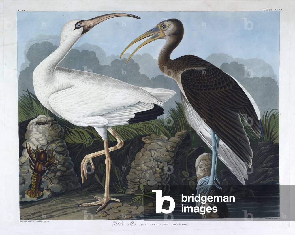 Zwei Vögel. Farbillustration von Audubon; White Ibis.