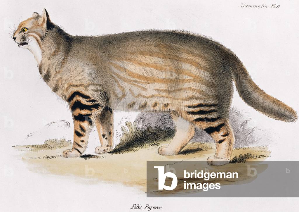 Oncifelis colocolo, Pampa Gatto, Felis pajeros, piatto 9 da la zoologia del viaggio di H.M.S. Beagle, Vol 1, p