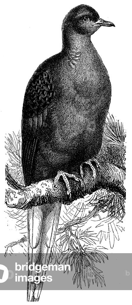 Image de Gravure représentant Pigeon voyageur, b/w