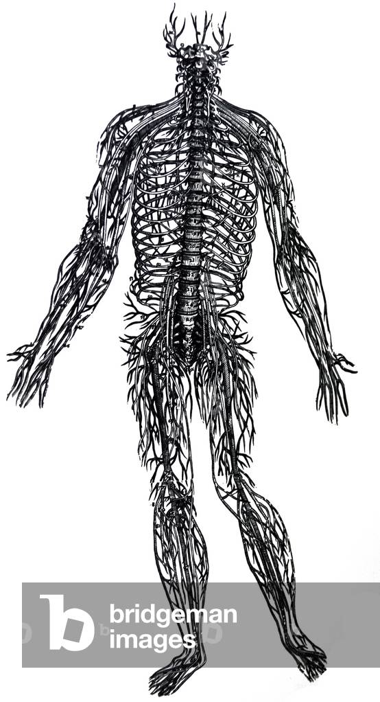 Le tavole dal quarto libro del De Humani Corporis Fabrica