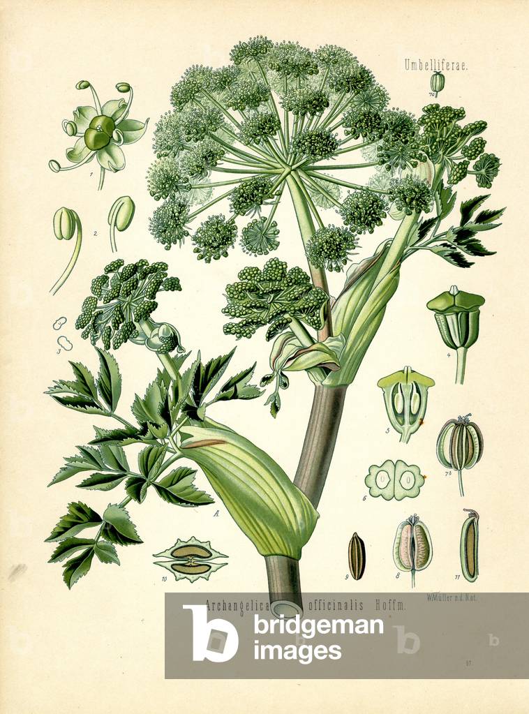 "Angelica (Farbe litho)" 1887