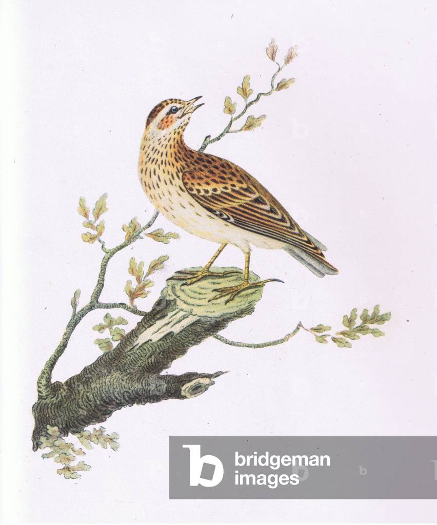 Woodlark by George Graves
