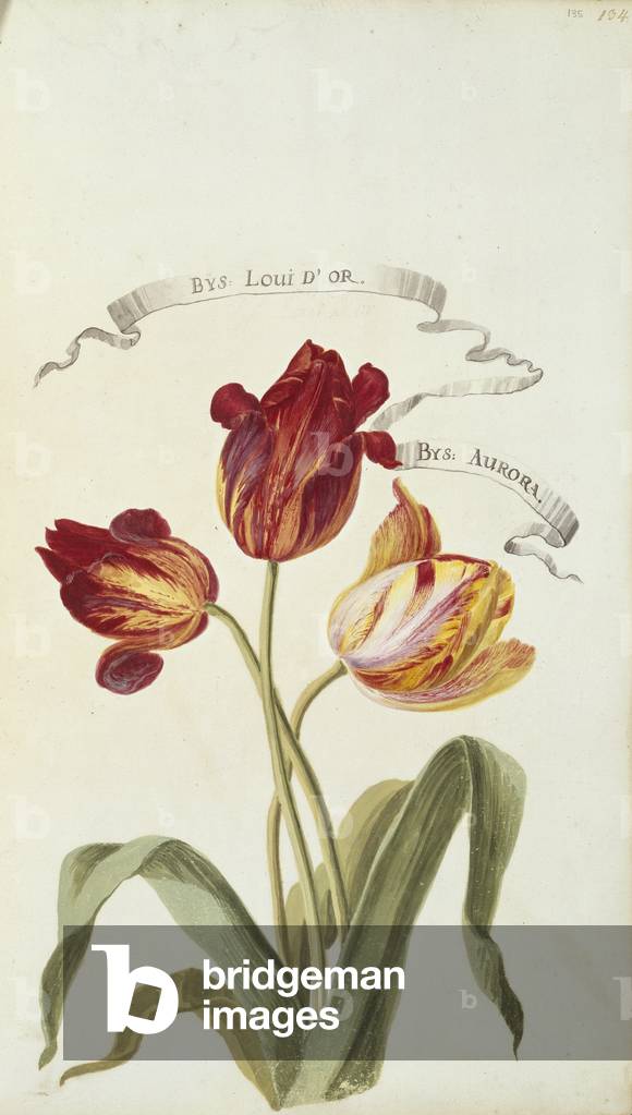 Immagine di Disegno "Louis D'Or e Aurora" di Johanne Godfredo Simula