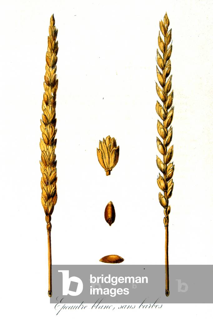 French 19th century illustration of ears of corn