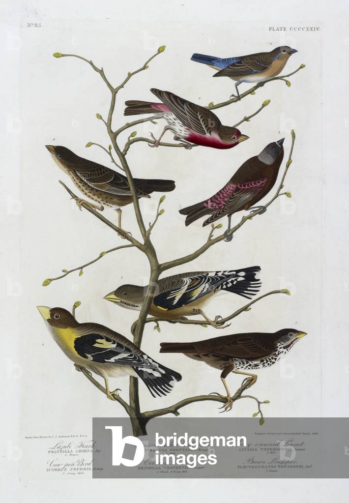 Sette piccioni. Illustrazione a colori di Audubon; Lazuli Finch, Bull-collo cremisi, Linnet grigio-coronato, C