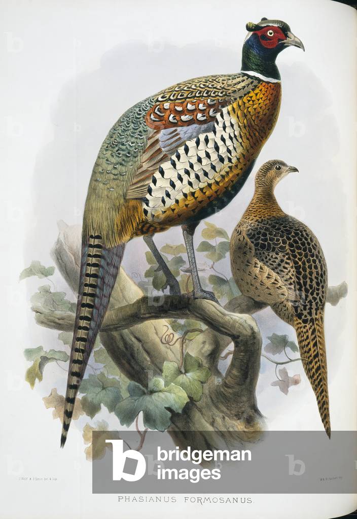 "Phasianus colchicus formosanus"