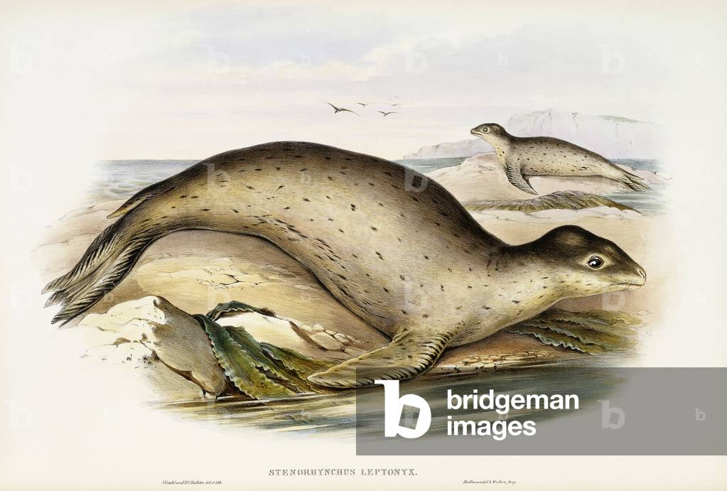 Immagine di Stampa "Leopardo marino (Stenorhynchus Leptonyx)", 1845-1863 di John Gould