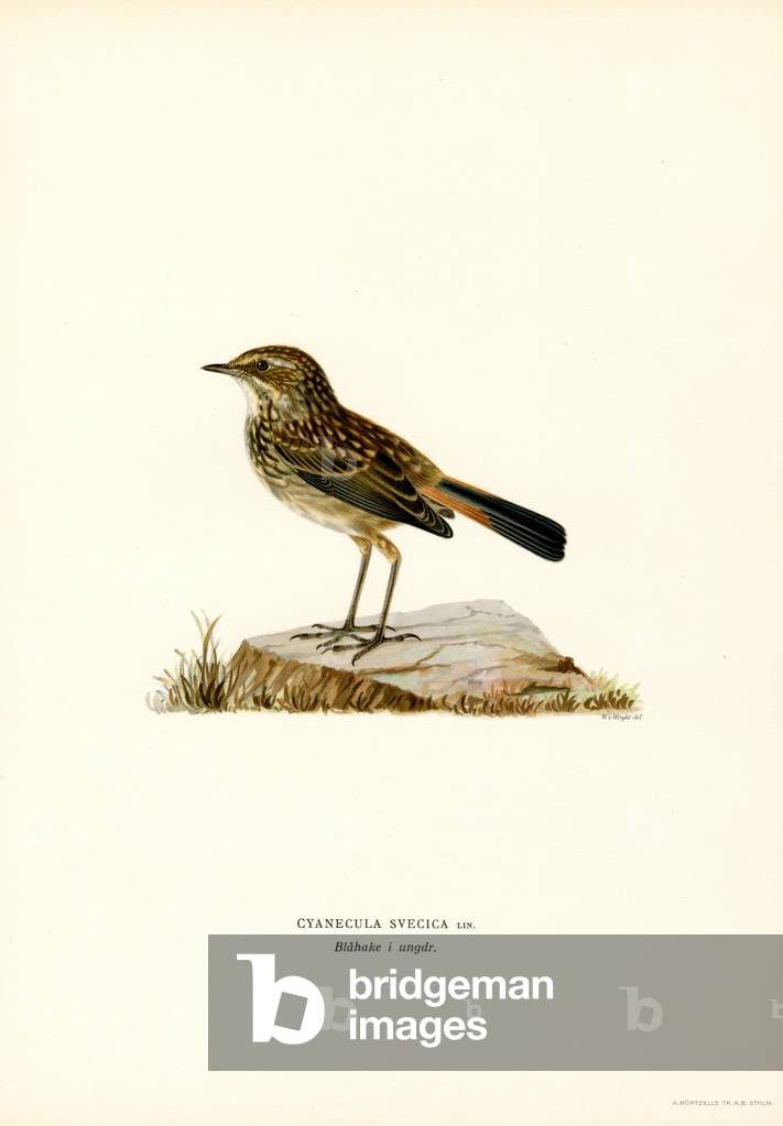 Roat bleu (couleur litho) par Ferdinand Wright