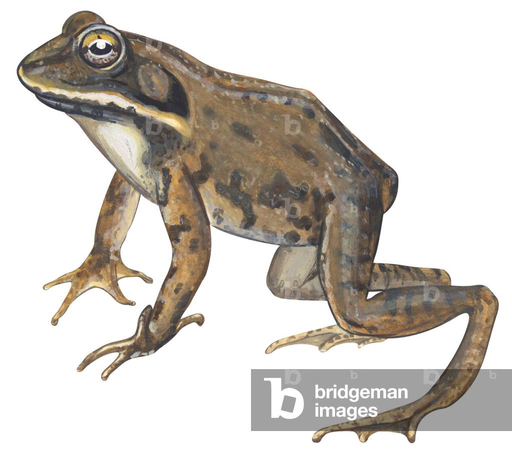 "Holzfrosch"