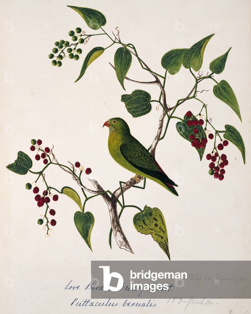 Bild von Gravur "Loriculus vernalis" 1801 von Margaret Bushby Lascelles Cockburn