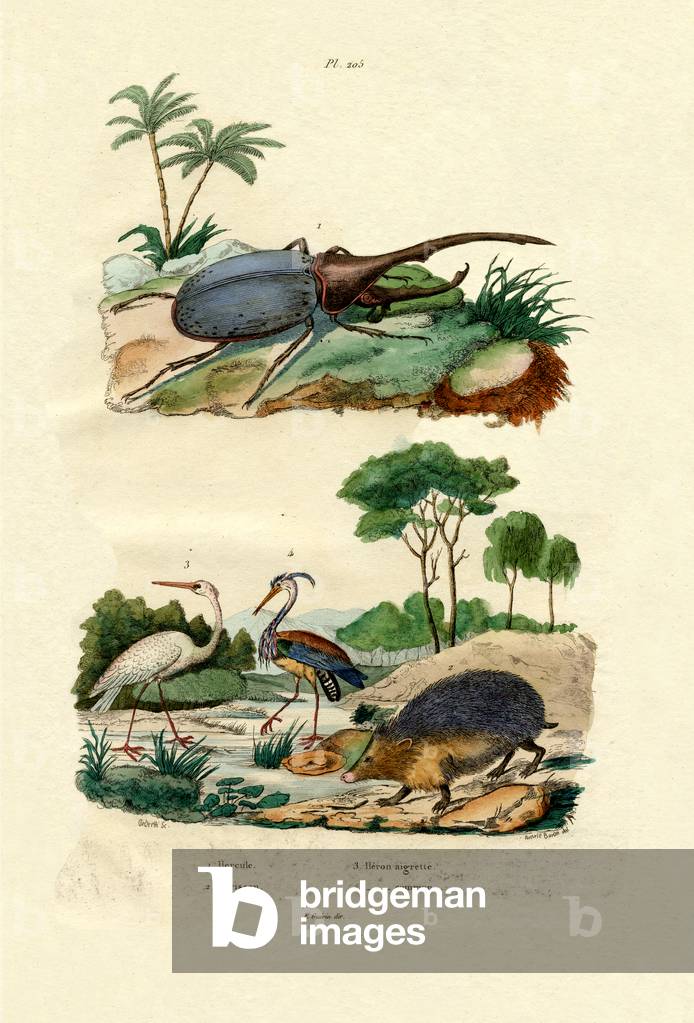 Bild von Gravur "Hercules Beetle", 1833-39 von French School