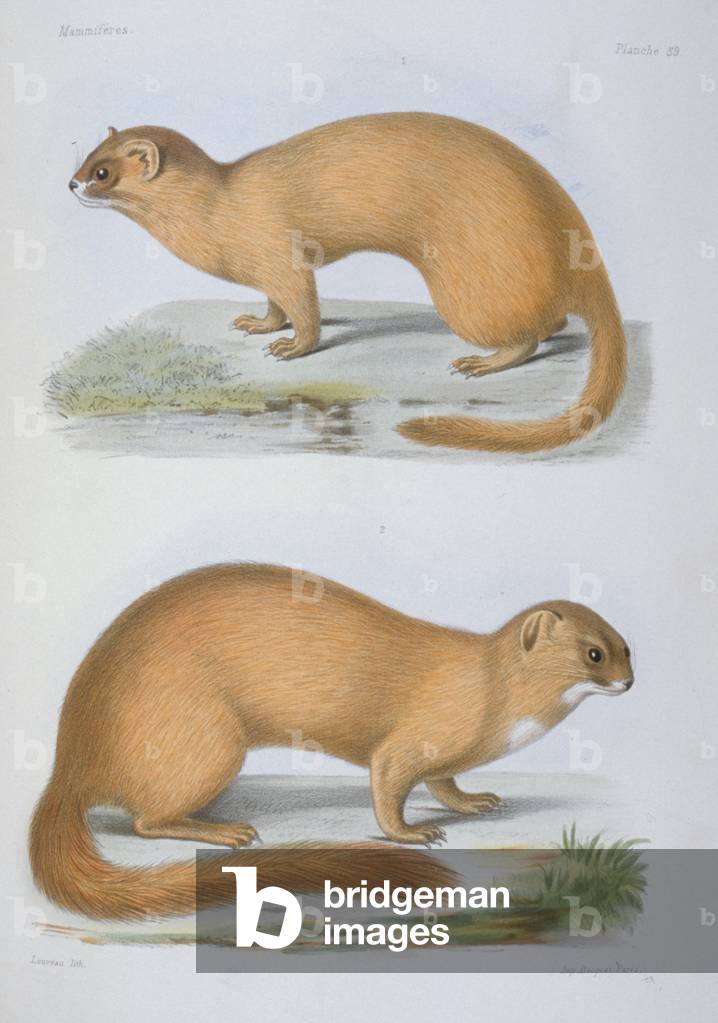 Putorius davidianus & Putorius moupinensis, Skunk, Tavola 59 da Recherches pour servir a l'histoire naturelle 