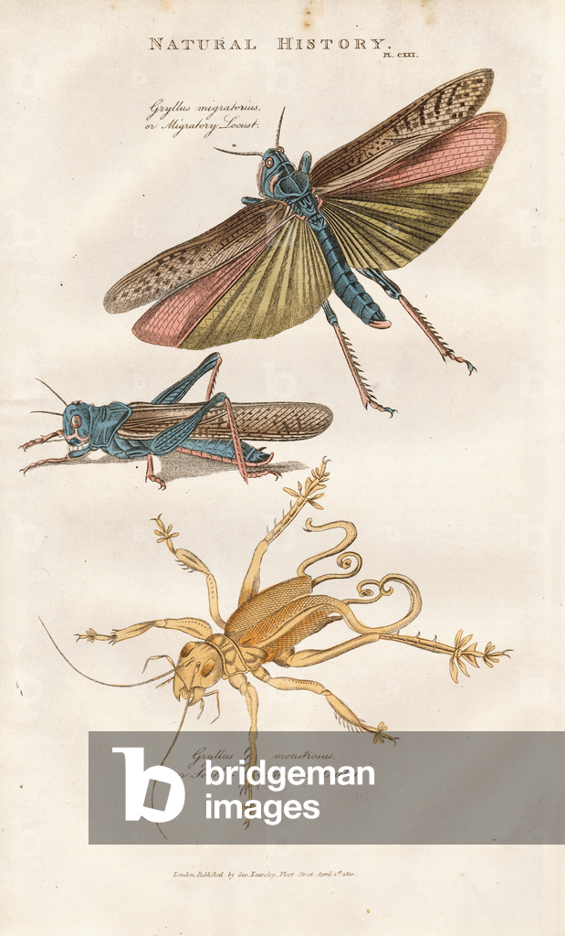 Locusta migratoria e grillo sudamericano, 1813 (incisione)
