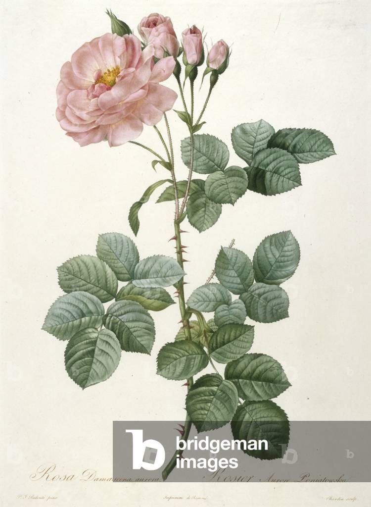 Rosa Damascena Aurora, Rosier Aurore Poniatowska, graviert von Chardin, aus La Couronne Des Roses, 1817-1824 (