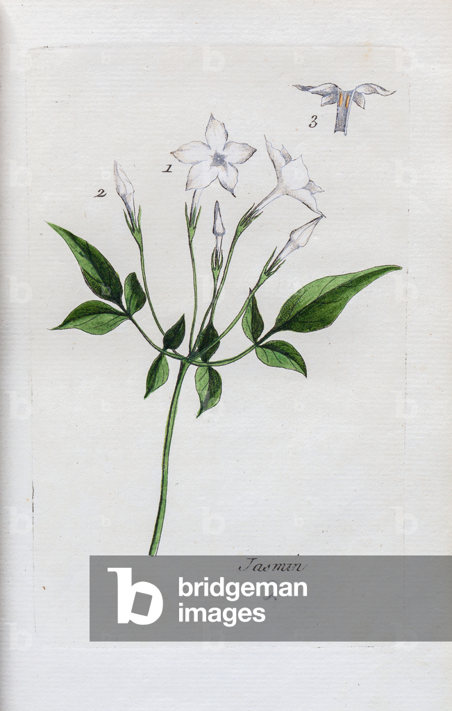 Image of Print depicting Jasmine 1776 by Unknown artist