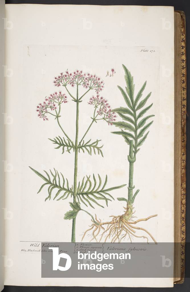 Teller 271, von 'A Curious Herbal', 1737 (farbige Gravur)