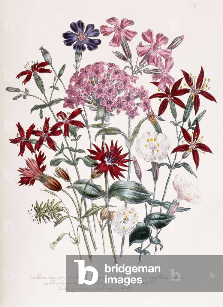 Bild von Druck "Catchfly (Silene)", 1843-49 von Jane Loudon