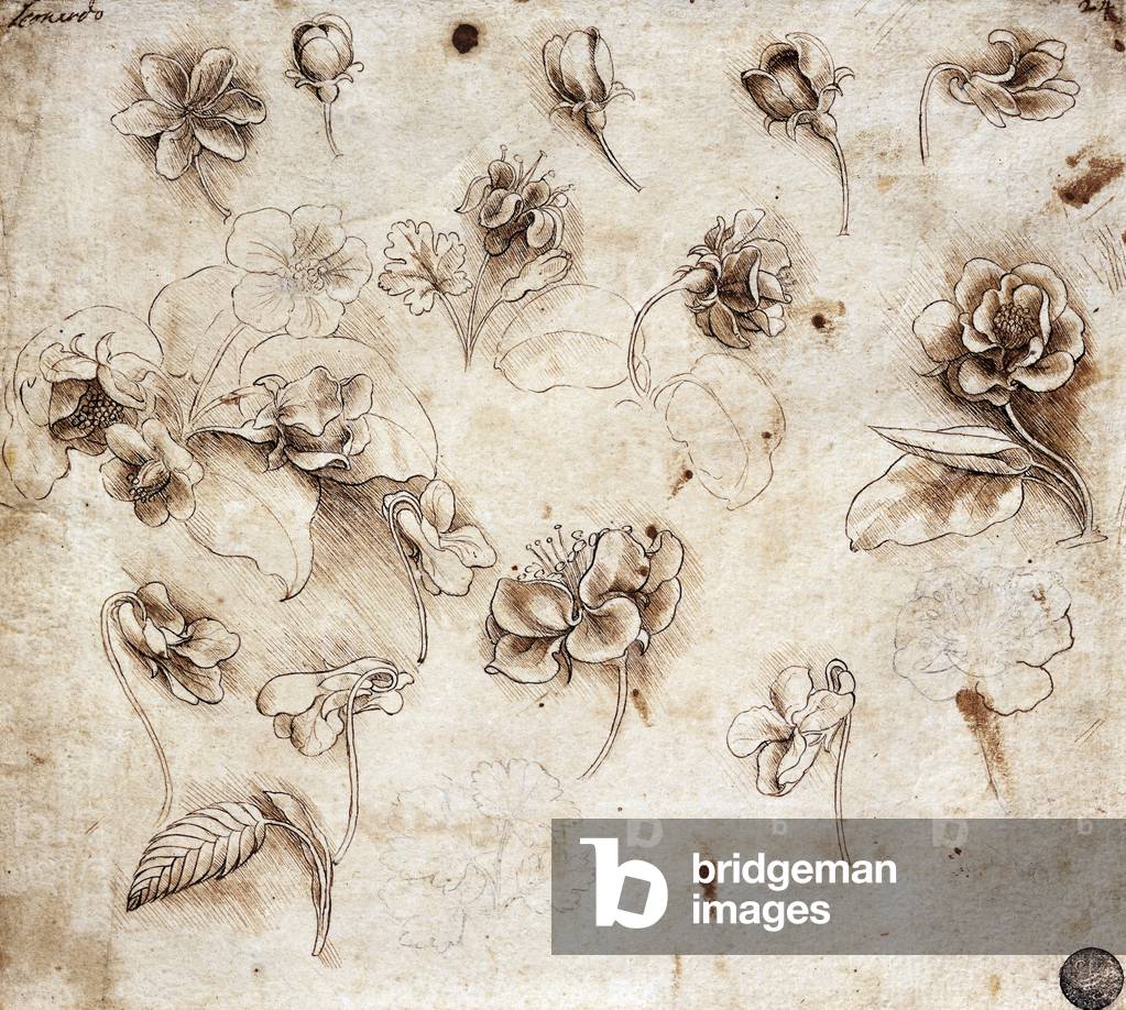 Tavolo botanico, disegno 237 (disegno)