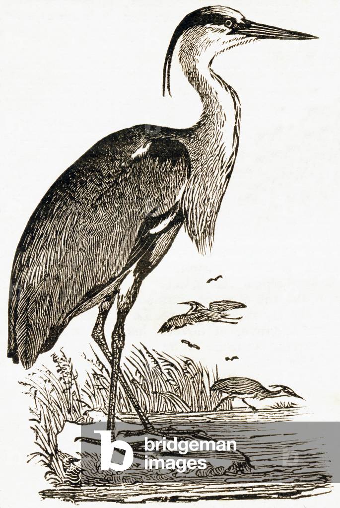 The common heron, 1892 (engraving)