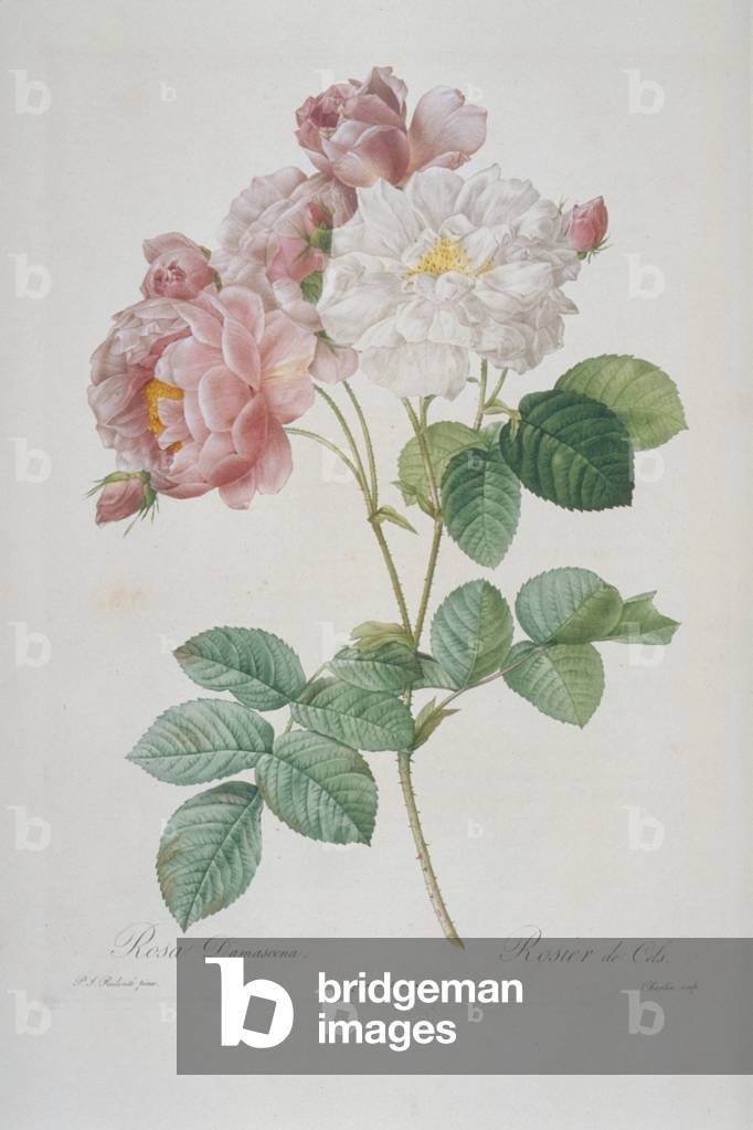 Rosa damascena celsiana