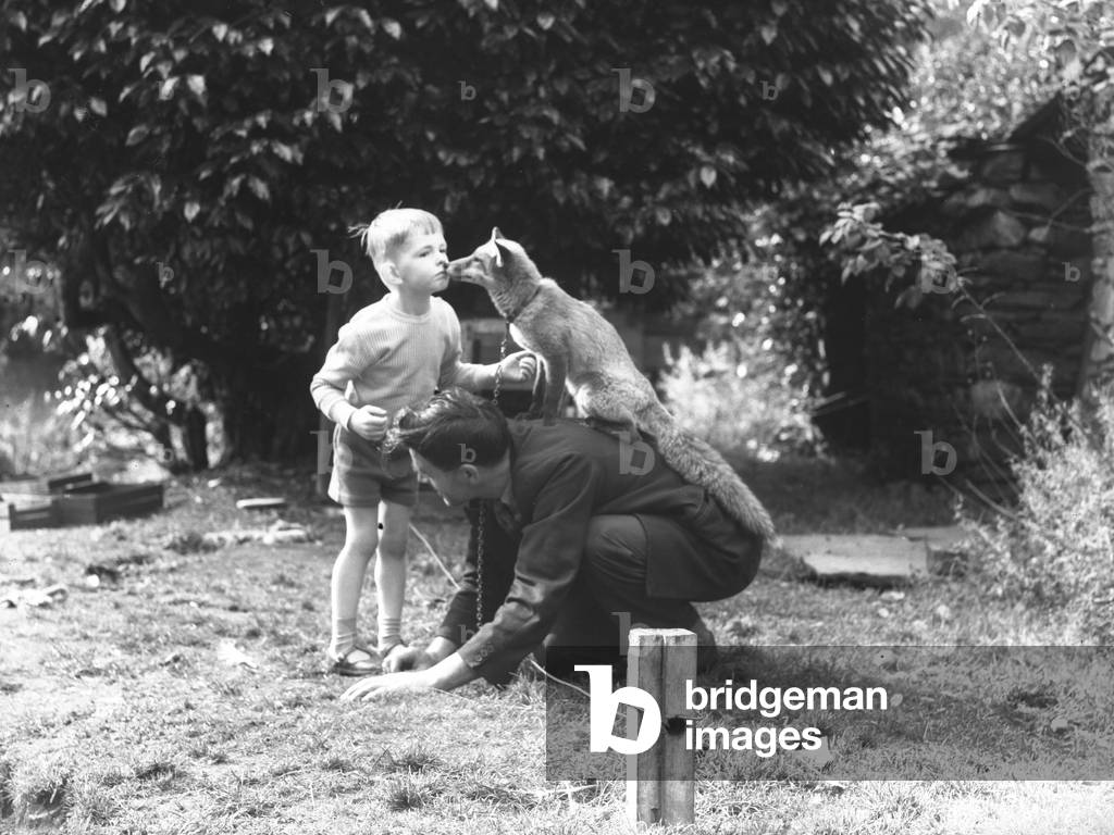 Image of Photography depicting A man allows the Borrowdale fox to sit on his back while it rubs noses with a s
