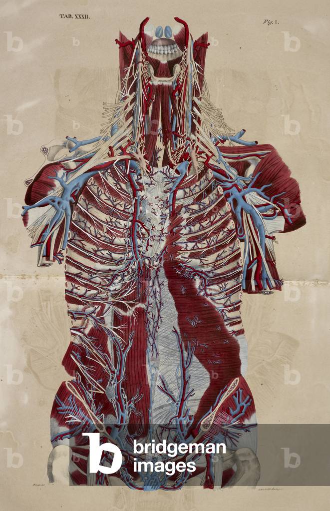 Image of Anatomical drawing. Muscular system. Tendons. Nerves. Lower